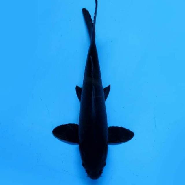 29cm Male Tosai - Karasugoi Tolak Balak 