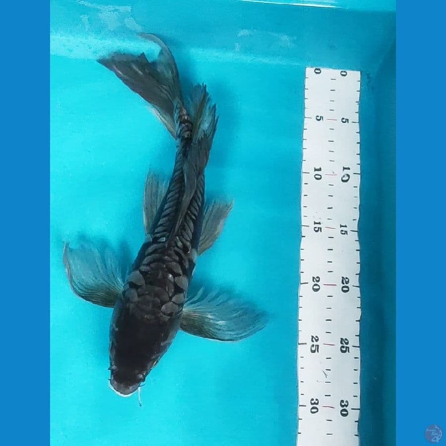 kumpay antik 34cm 