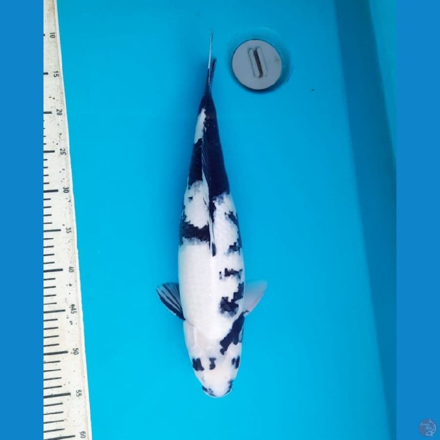 44cm Shiro female