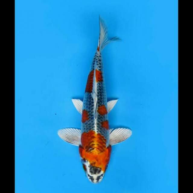 27cm Male Tosai - Original Beni Gingga Super Tategoi 