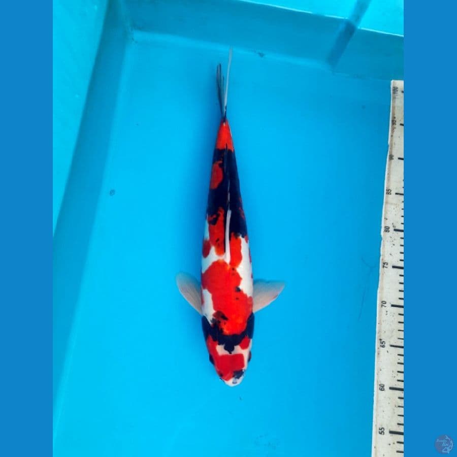 41cm Doitsu showa male