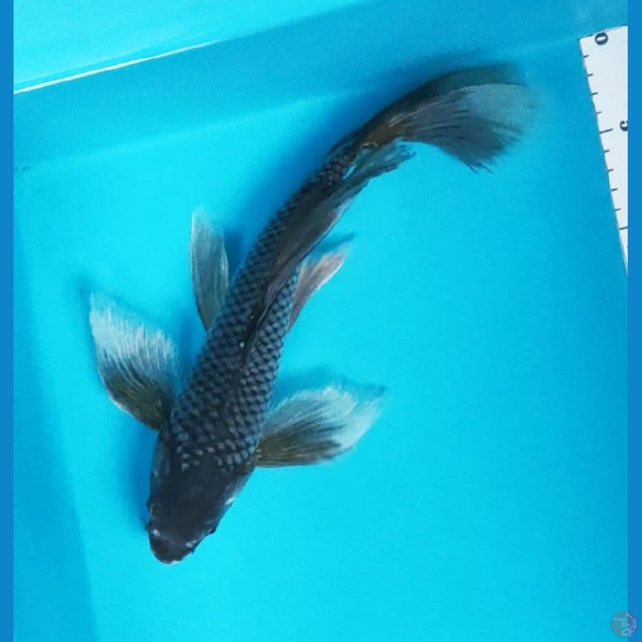 kumpay soragoi 34cm