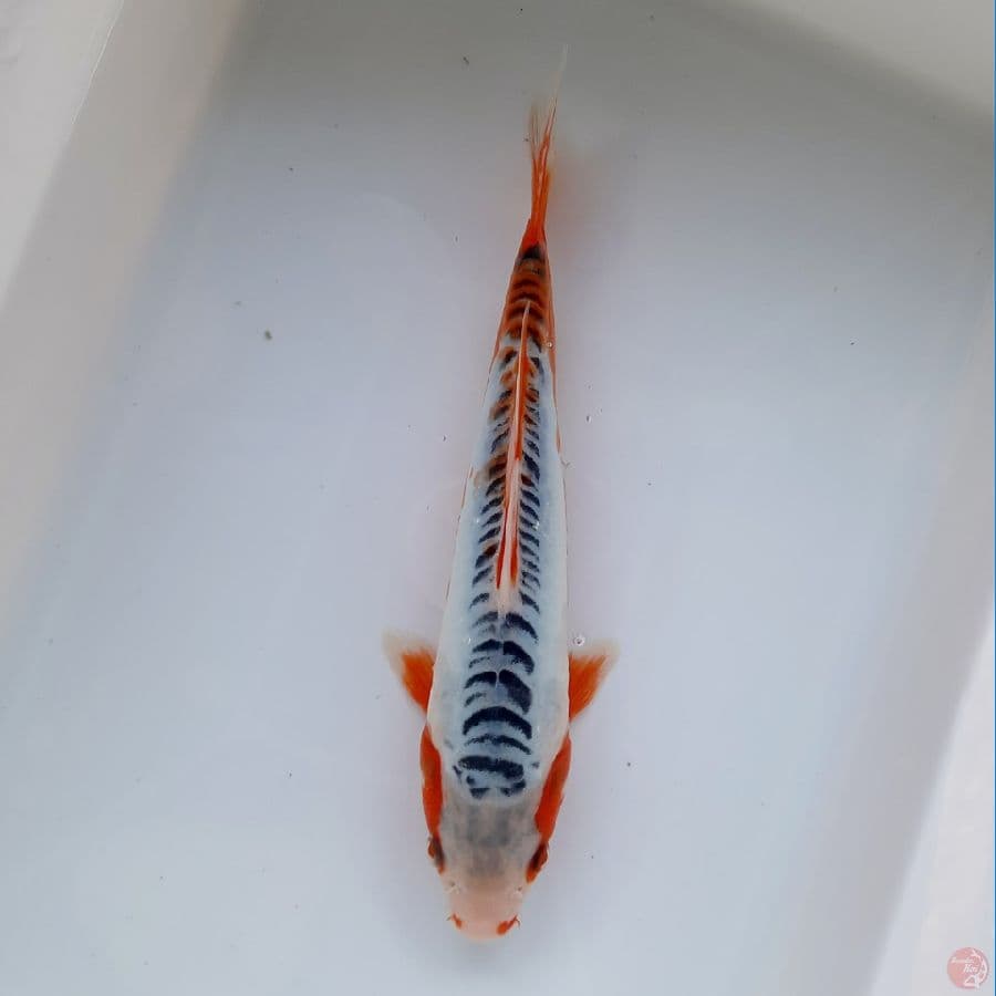 Shusui 23cm 