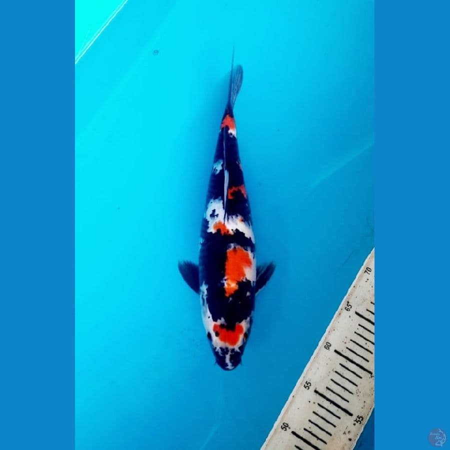 Maruten Showa 37cm female