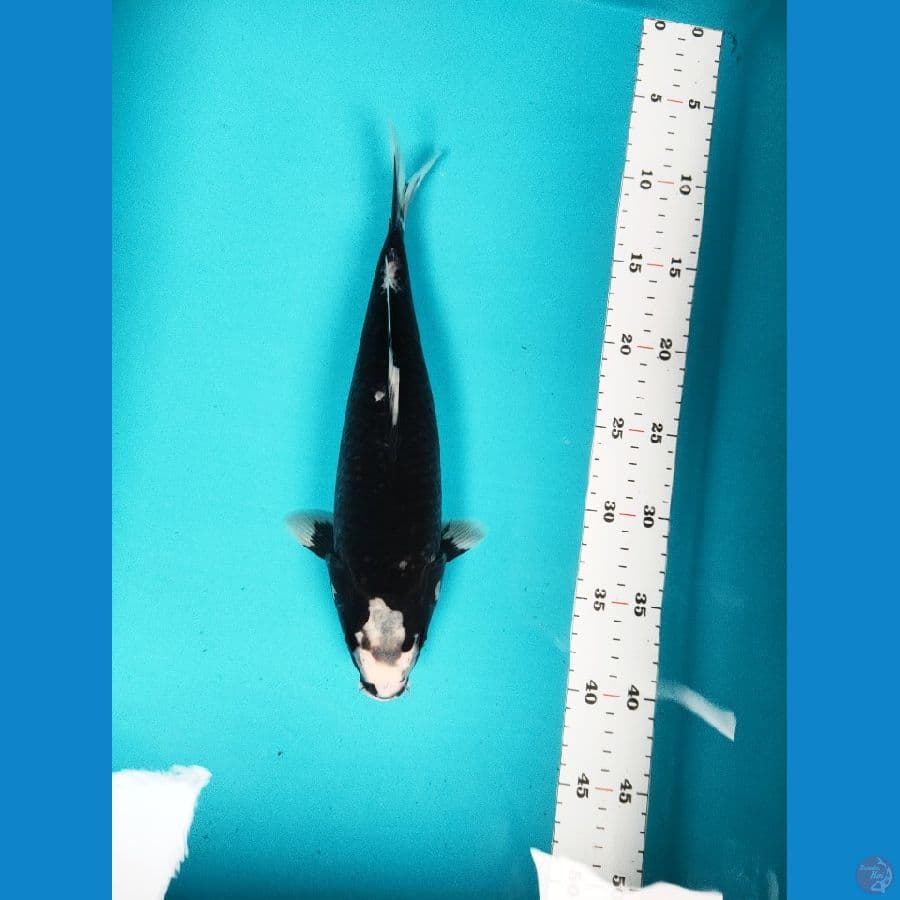 black kawarimono 30cm