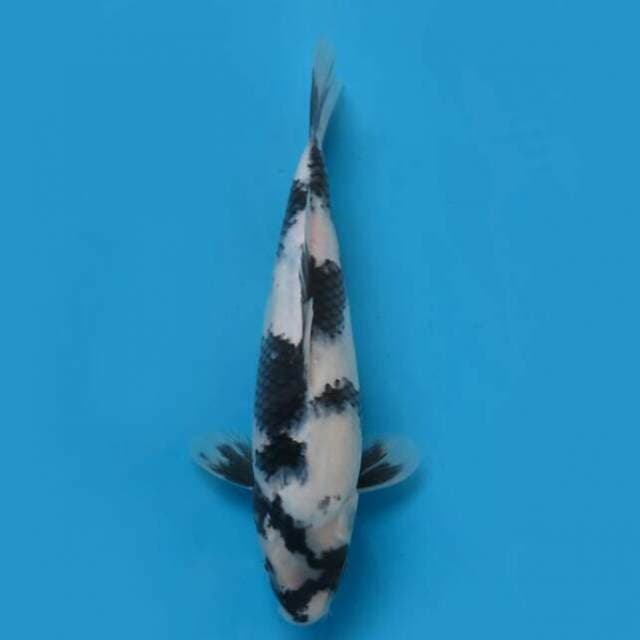 32cm Female Tosai - Shiro Utsuri Pola Cantik 