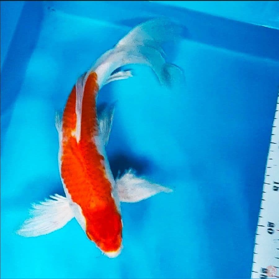 kumpay kikushui 34cm