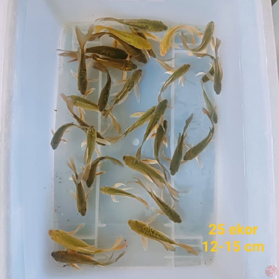 full kumpay 25 ekor 12-15 cm