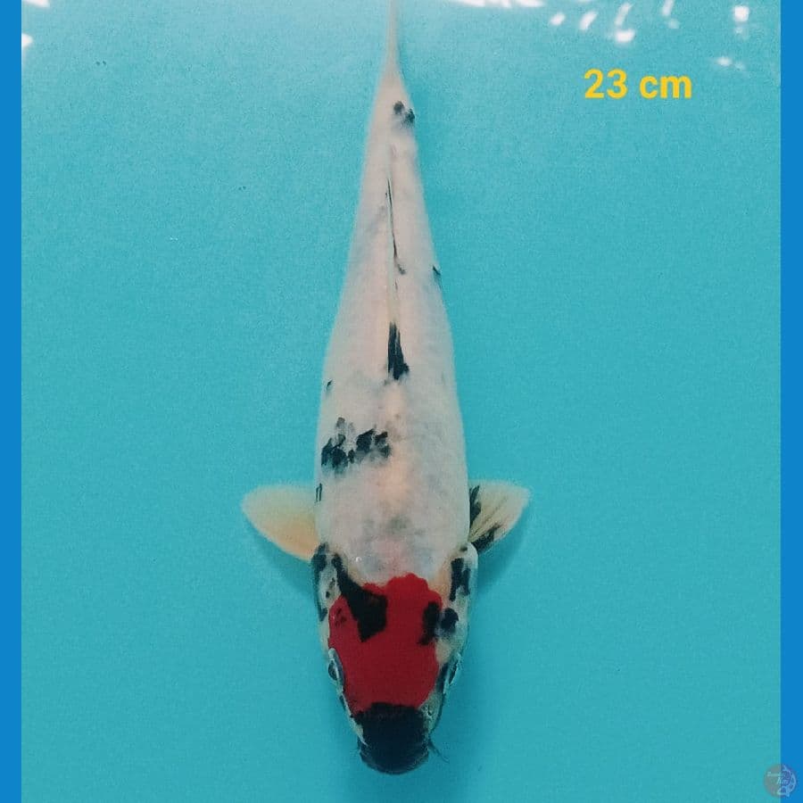 Tancho showa 23 cm