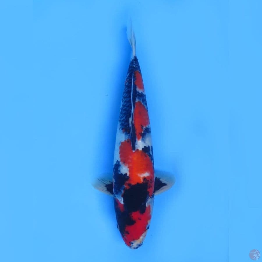 41cm - Showa F1 Male 