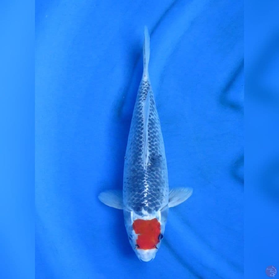 33cm - Tancho Goshiki Ori  