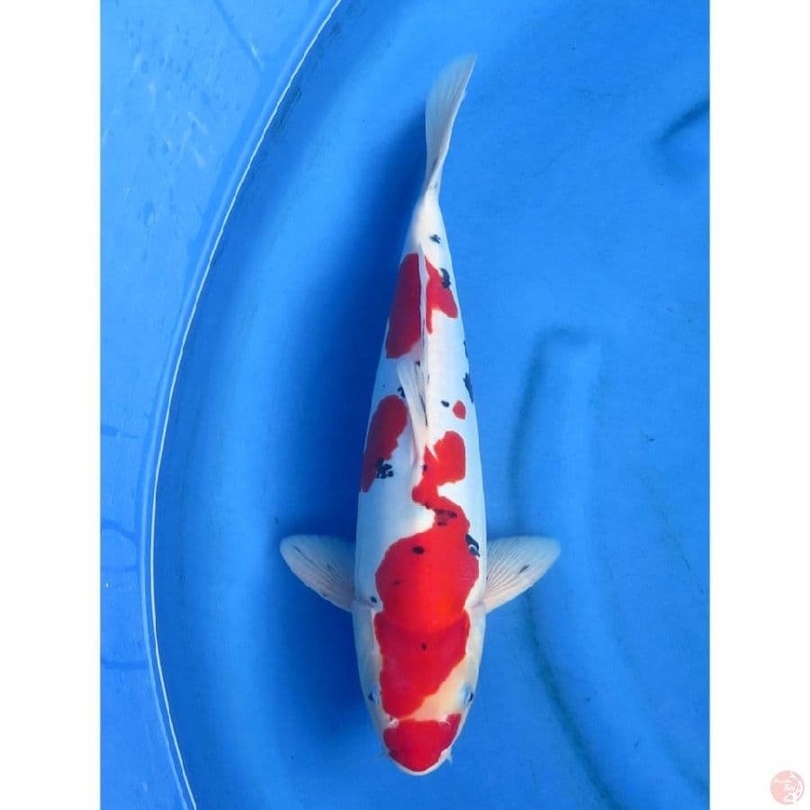 Sanke Doitsu Murni Jantan - 34cm