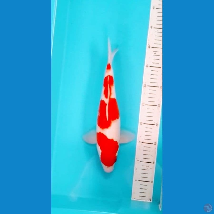 4step Kohaku 33cm (F)