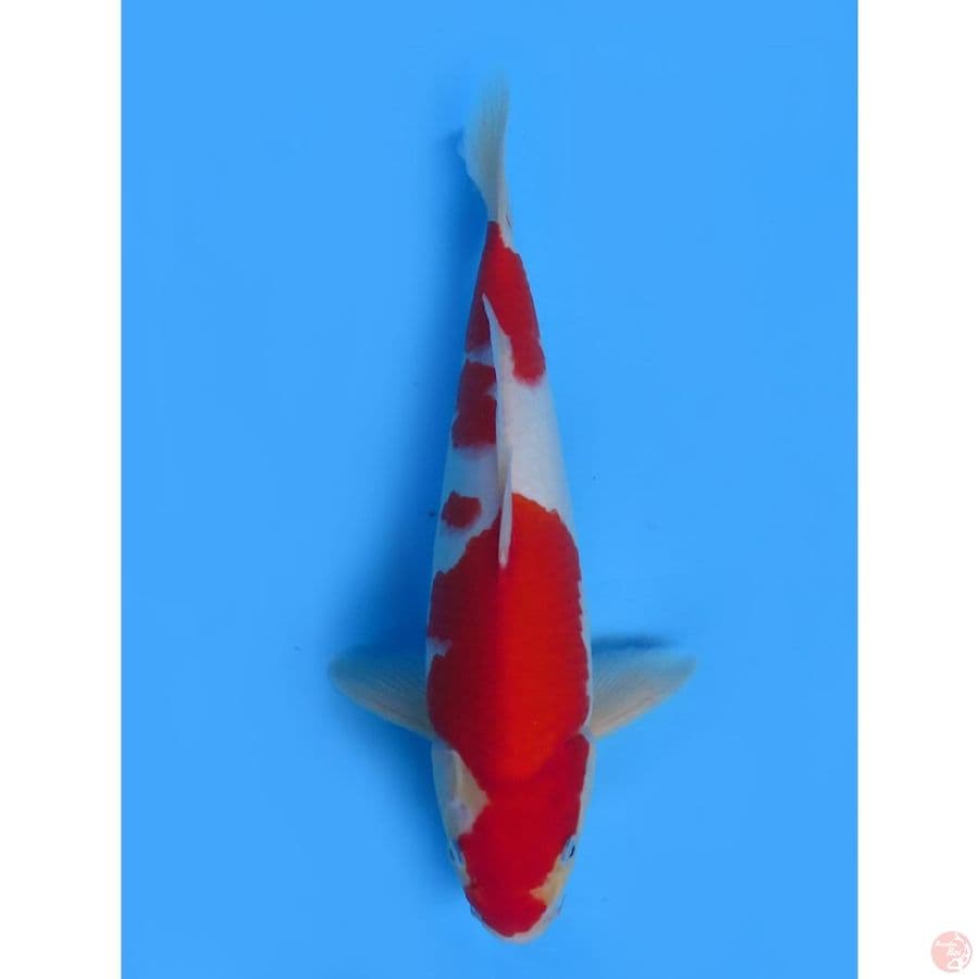 Red Kohaku Jantan - 36cm