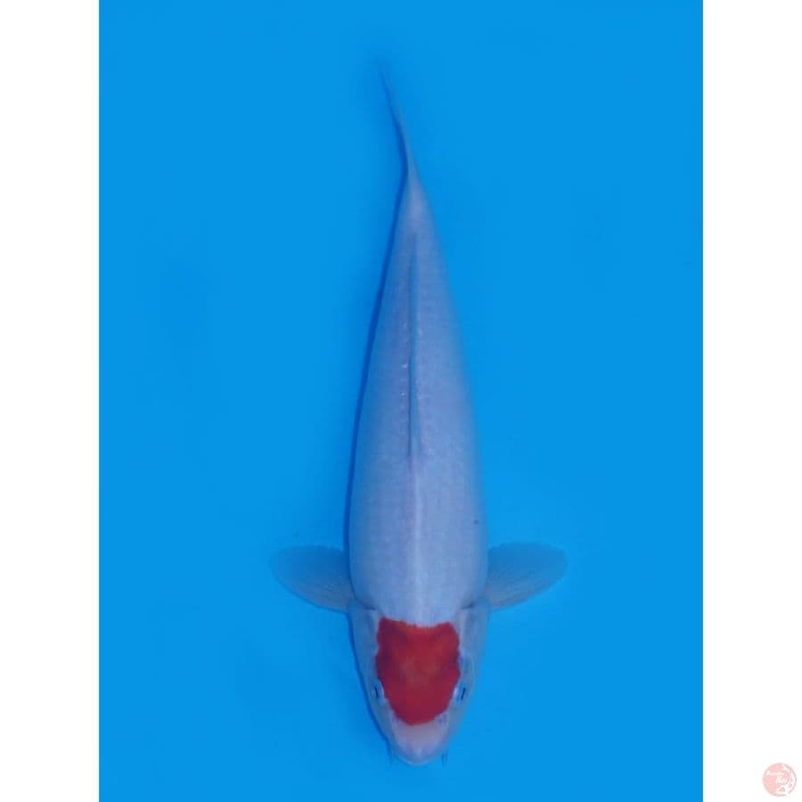 Tancho Kohaku Ori - 35cm 