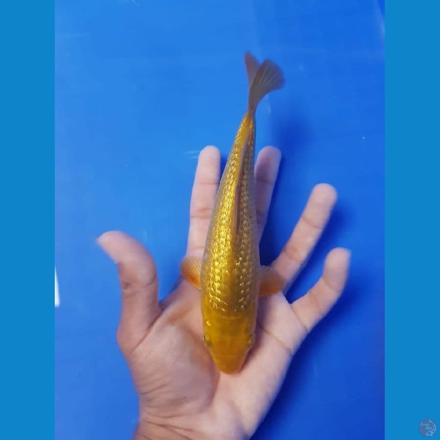 KARASHI SQ 19 cm