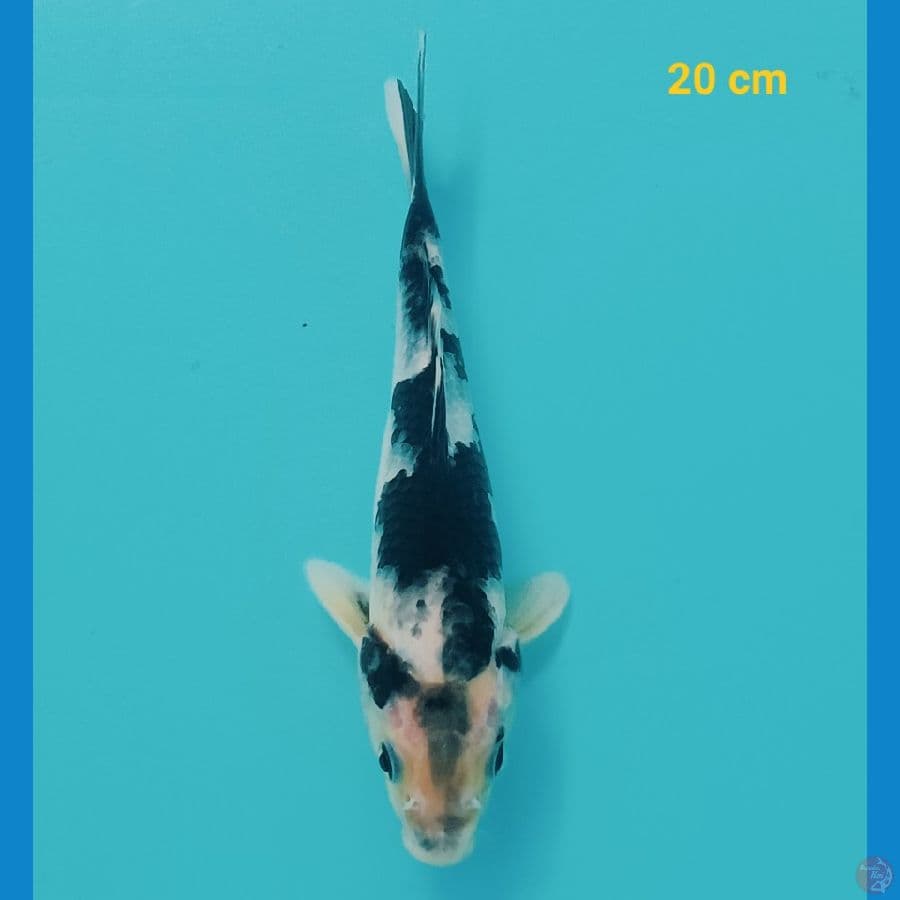 shiro 20 cm