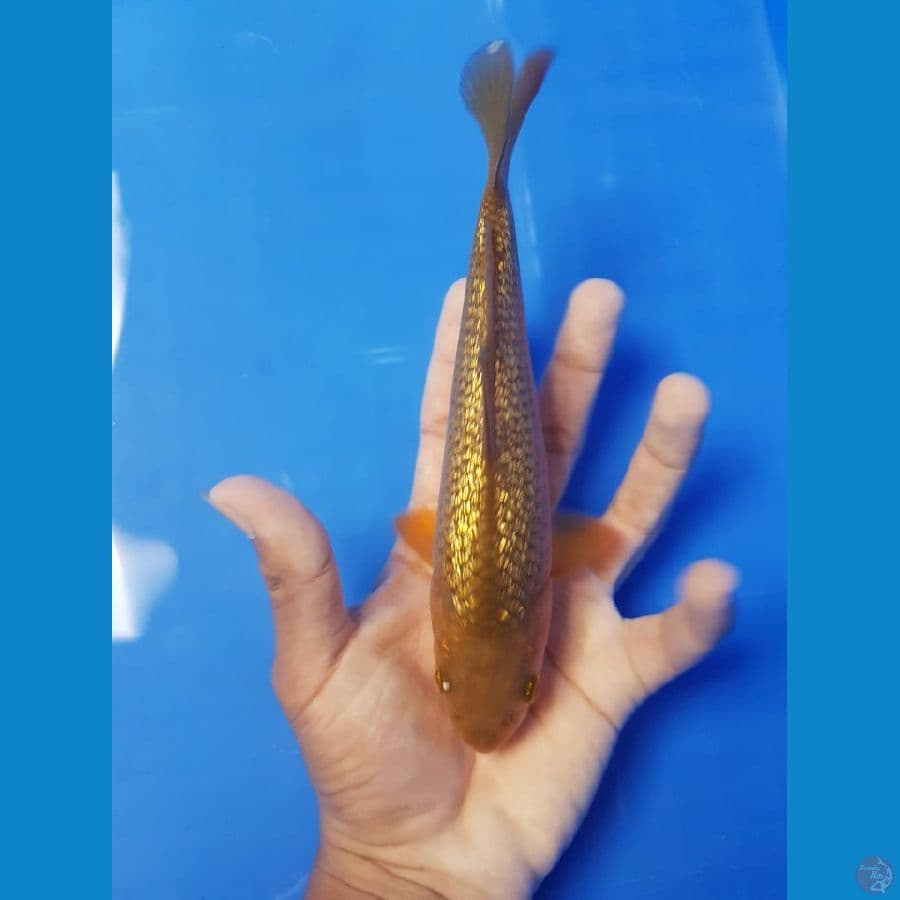 KARASHI GINRIN HQ 20 cm