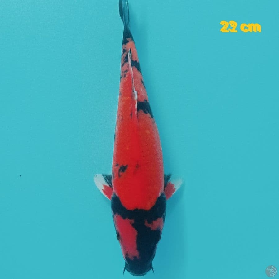 utsuri 22 cm