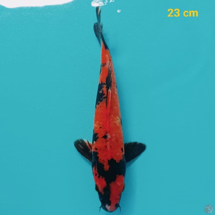 utsuri 23 cm