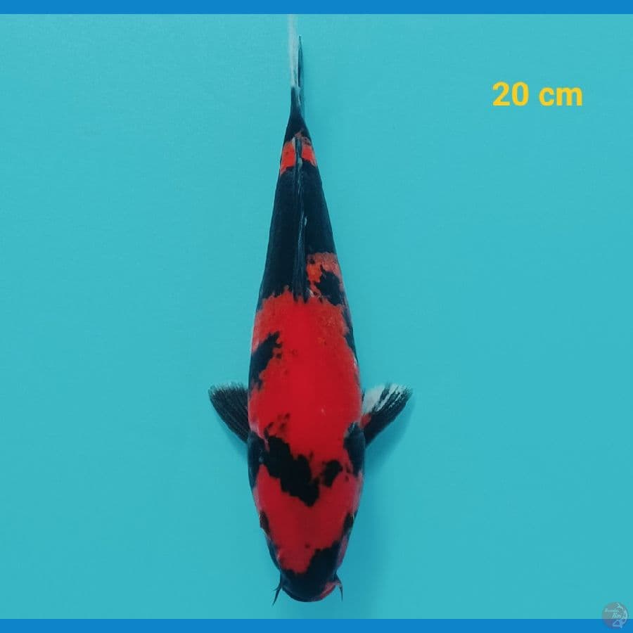 utsuri 20 cm
