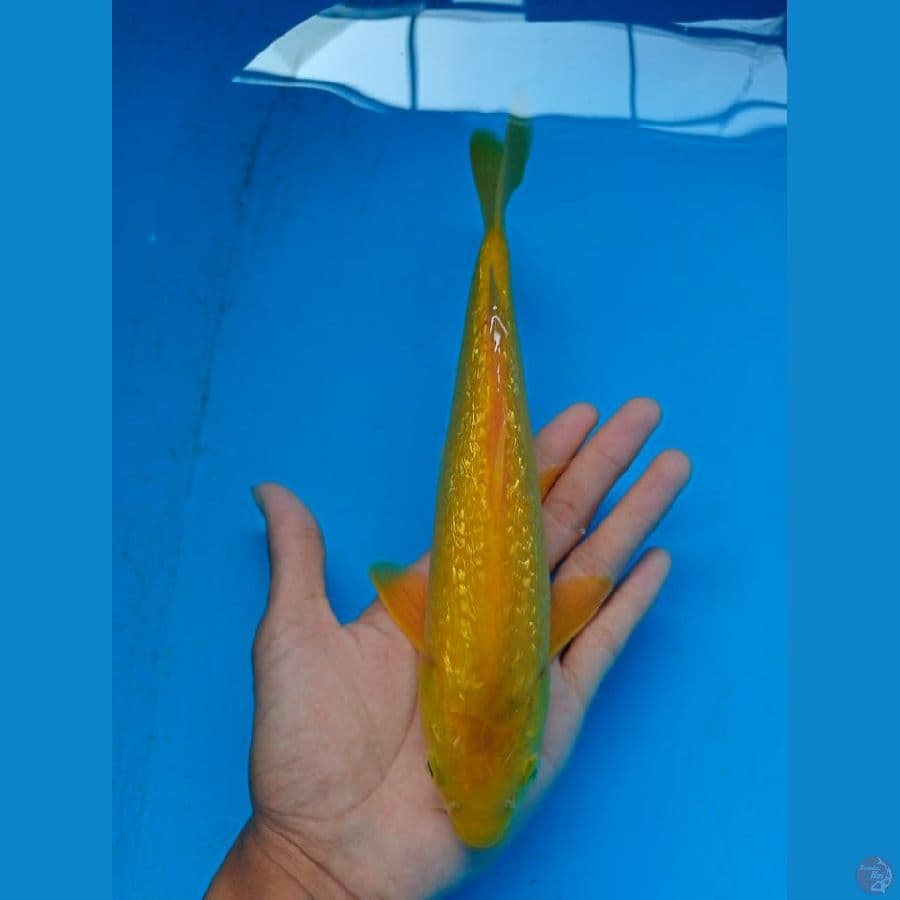 Karasi Lemon Full Ginrin