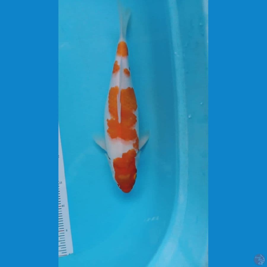 Kohaku