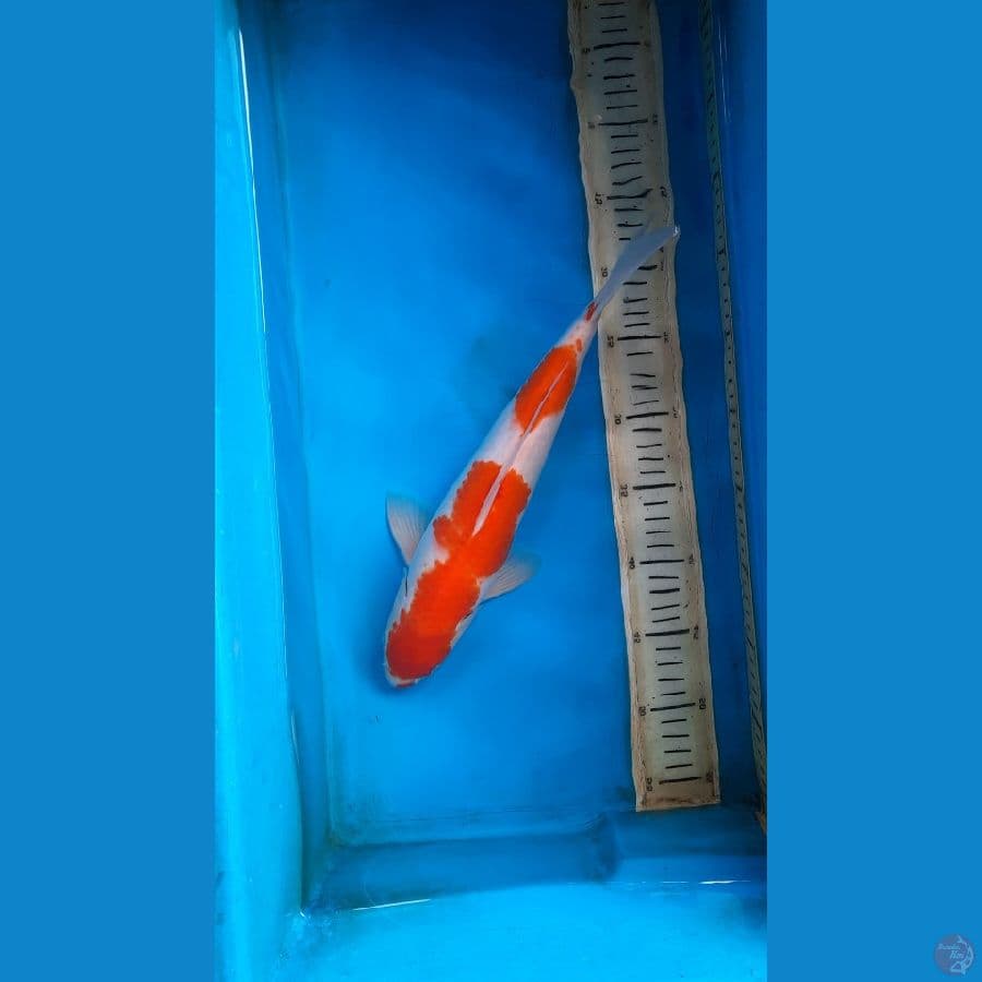 kohaku 