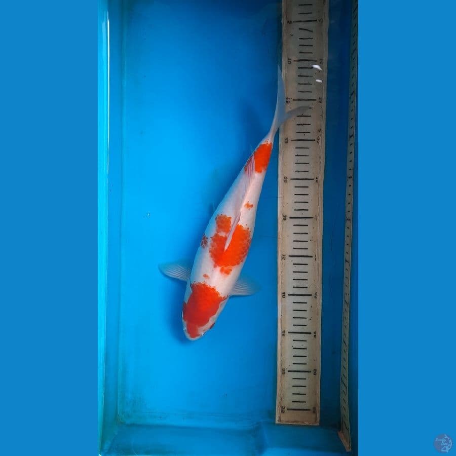 kohaku