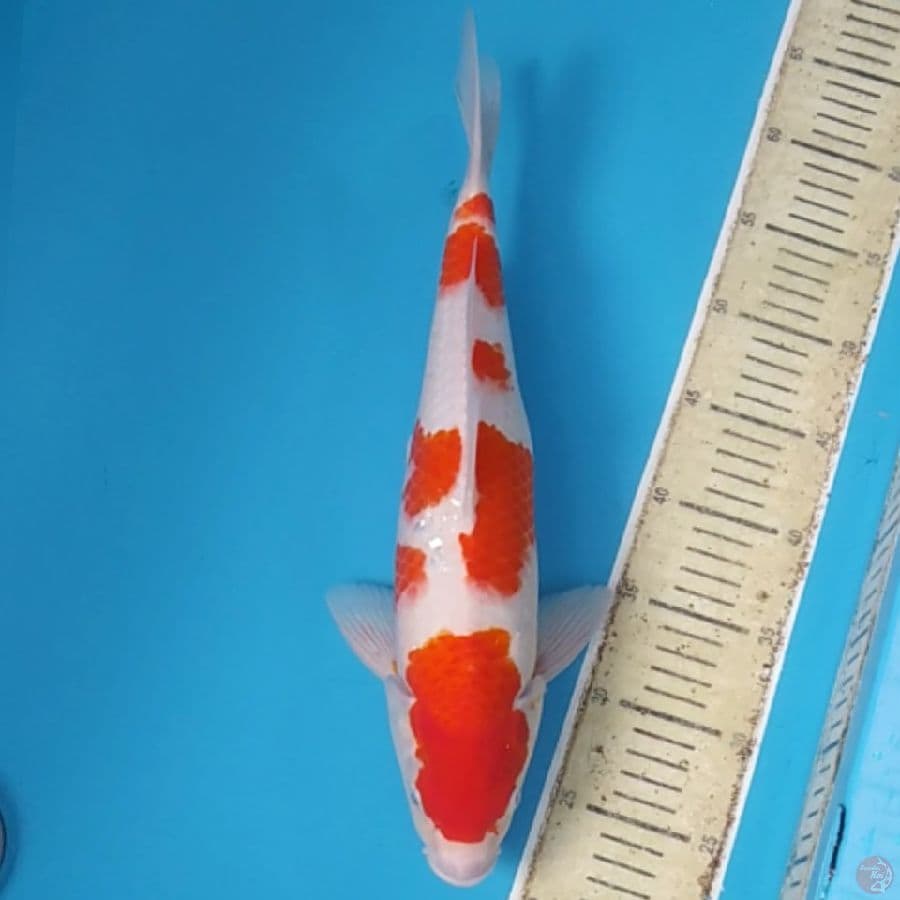 Kohaku Ganteng ~41