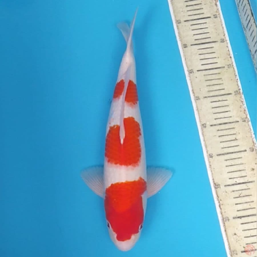 Sandan Kohaku ~40