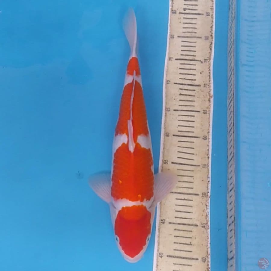 Yondan Kohaku ~43