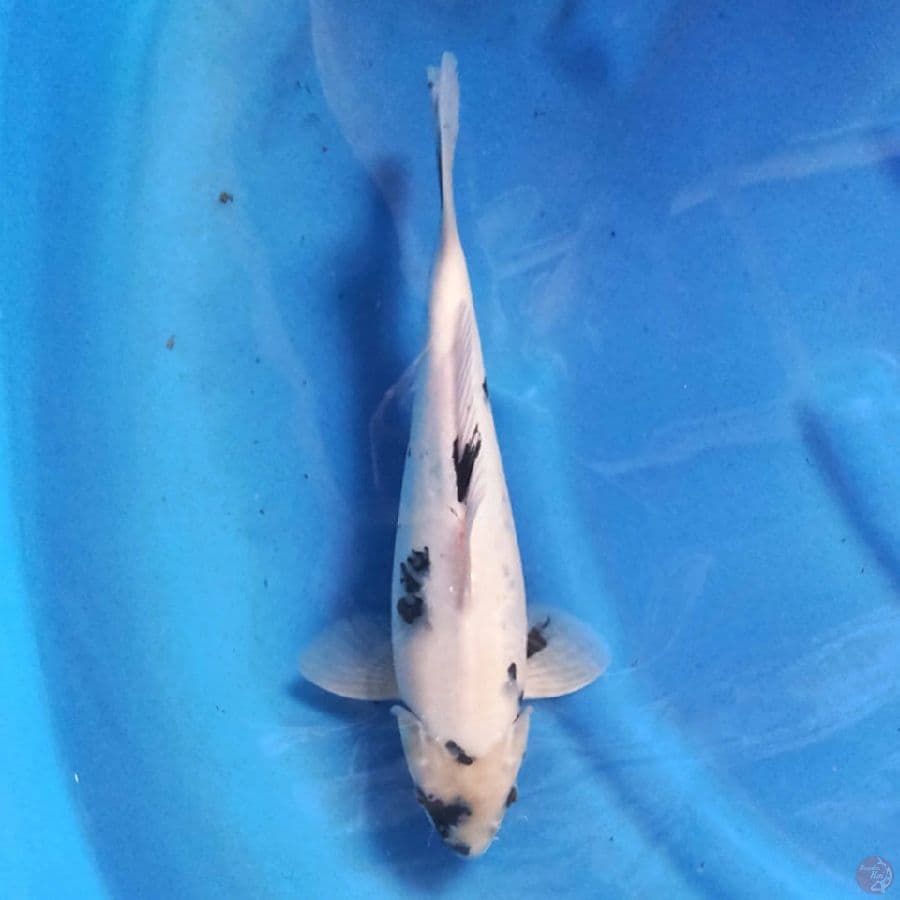 SHIRO 31 cm