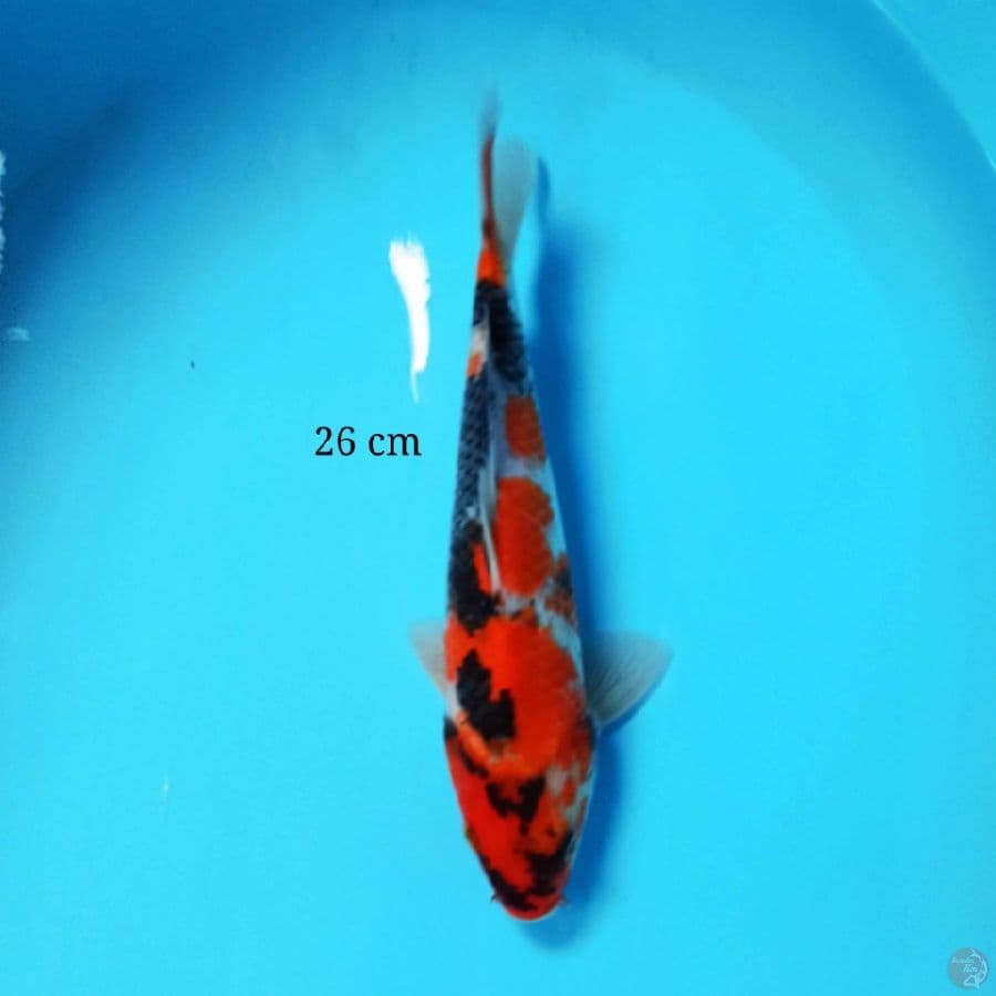 Showa 26 cm