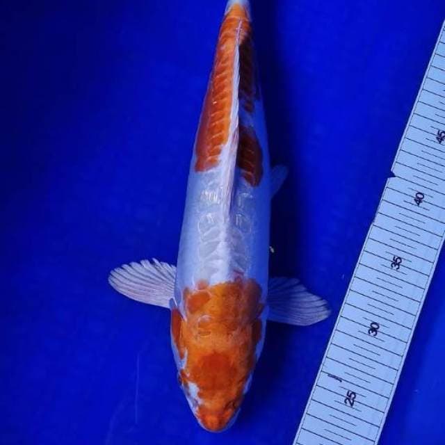 Kikushui ciamik