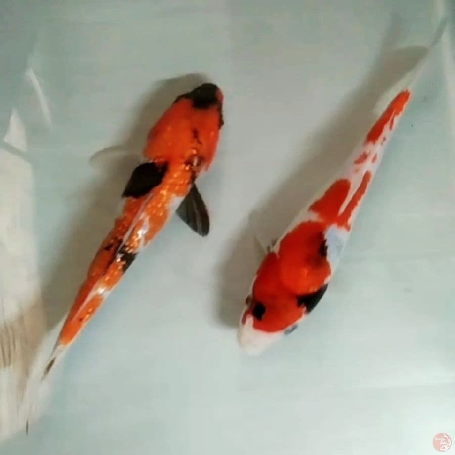 showa ginrin /non