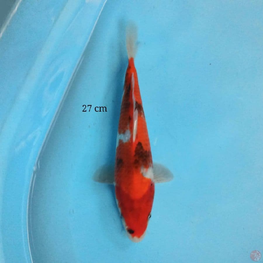 Showa 27 cm