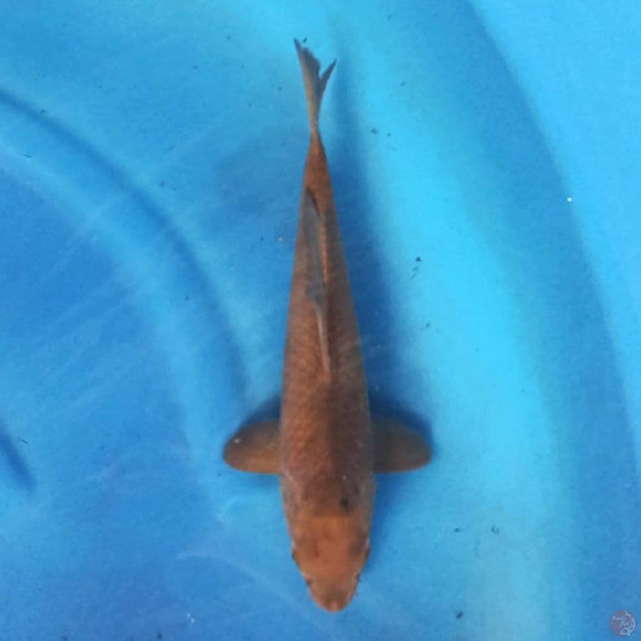 CHAGOI 31 cm