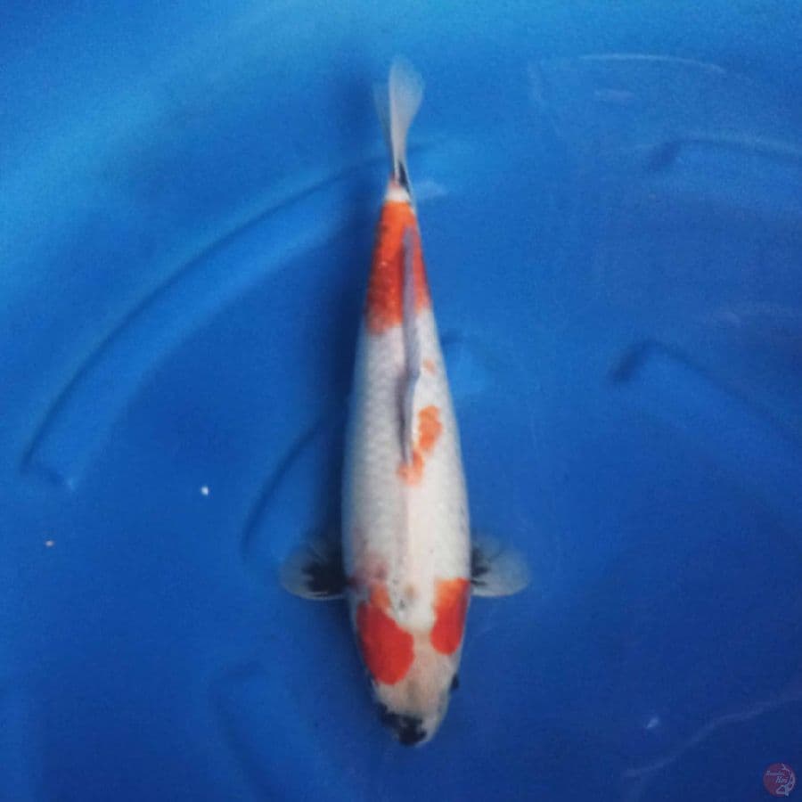 KINDAI SHOWA 35 cm