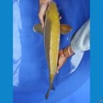 MIDORI KULIT SAWO MASIH BAKAT JUMBO