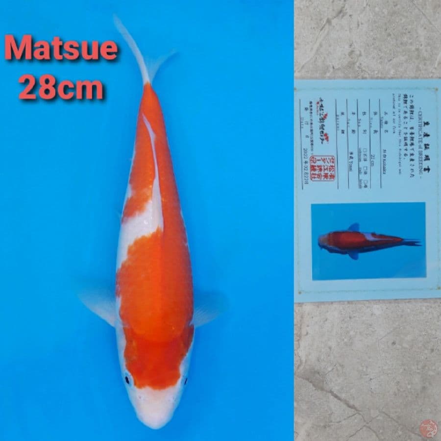 MATSUE KOHAKU 28CM