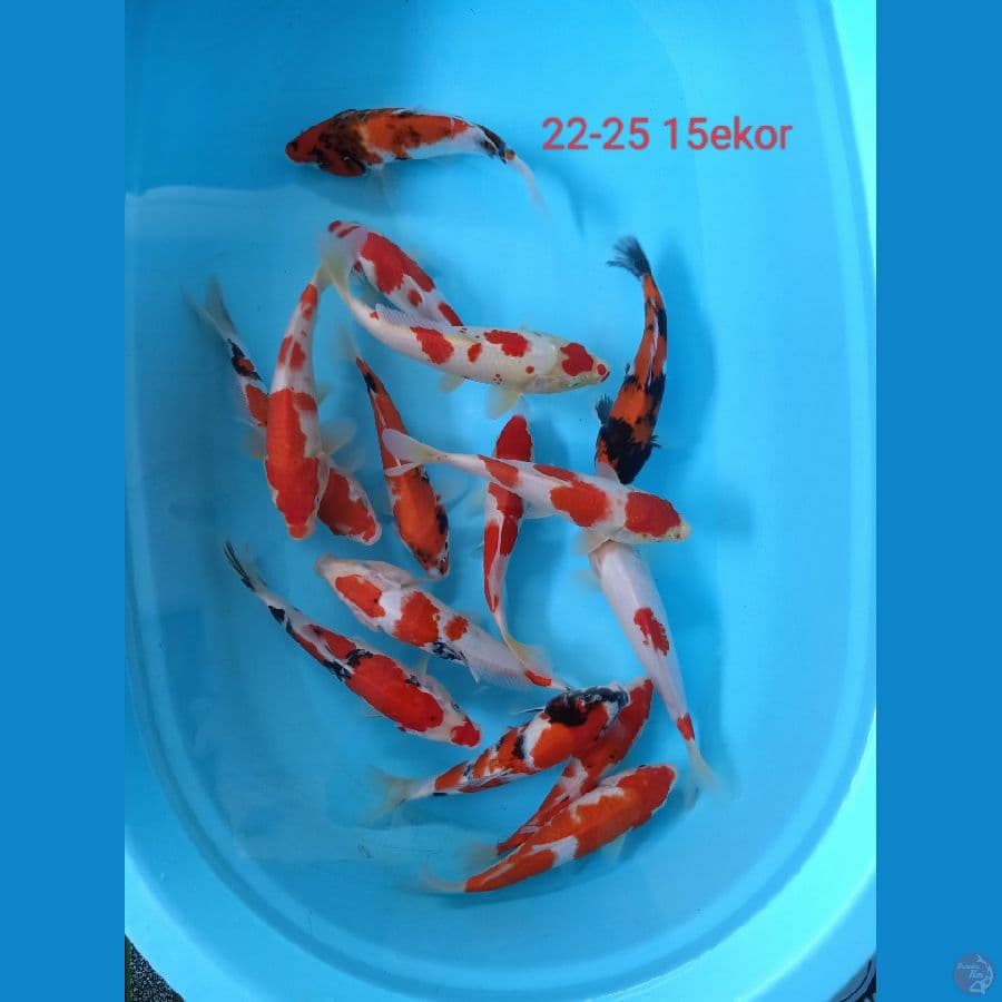 paket mix