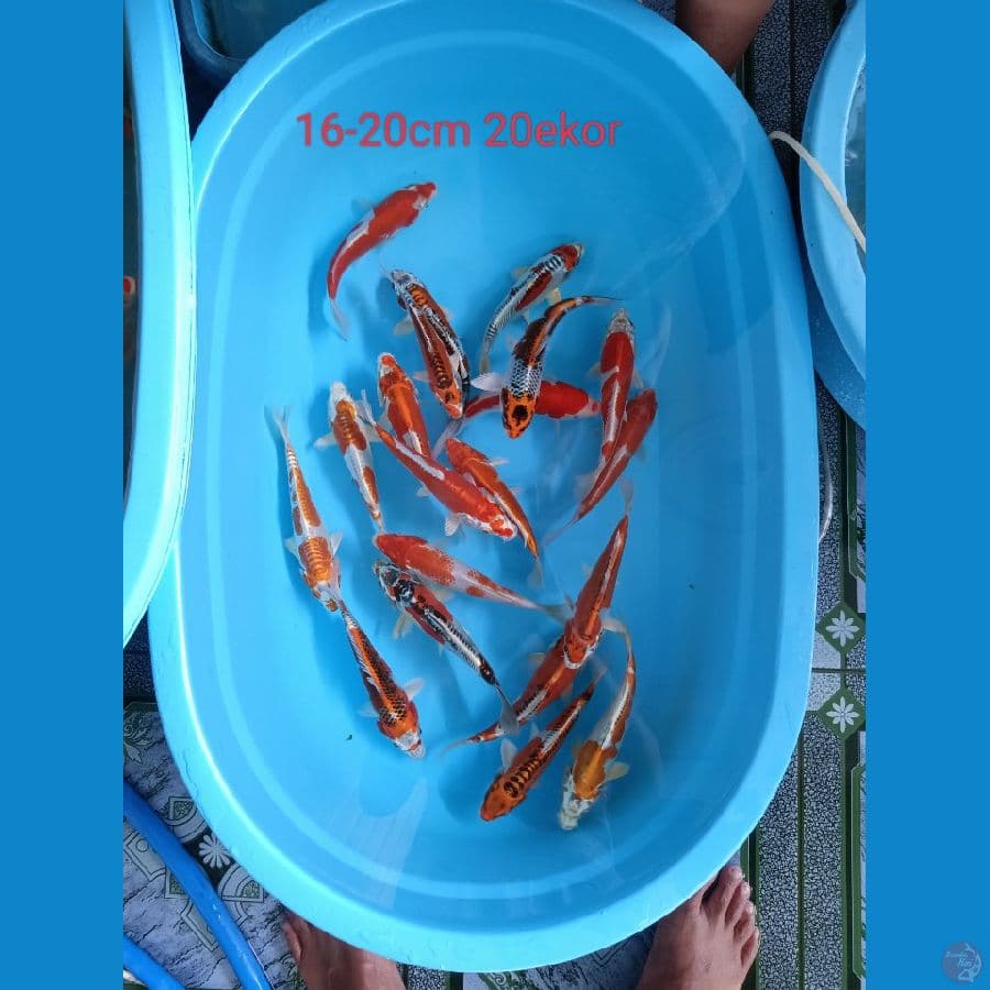 paket kojaku