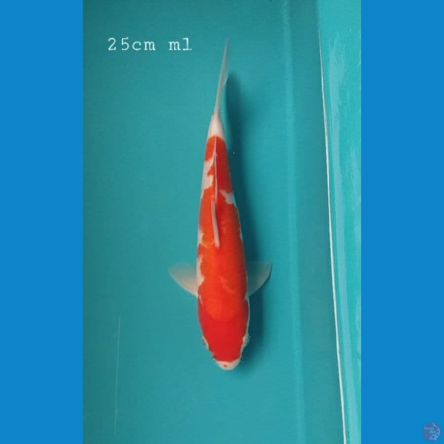 Kohaku 25cm/ml