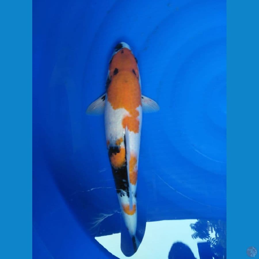 Koi Showa size 40 cm