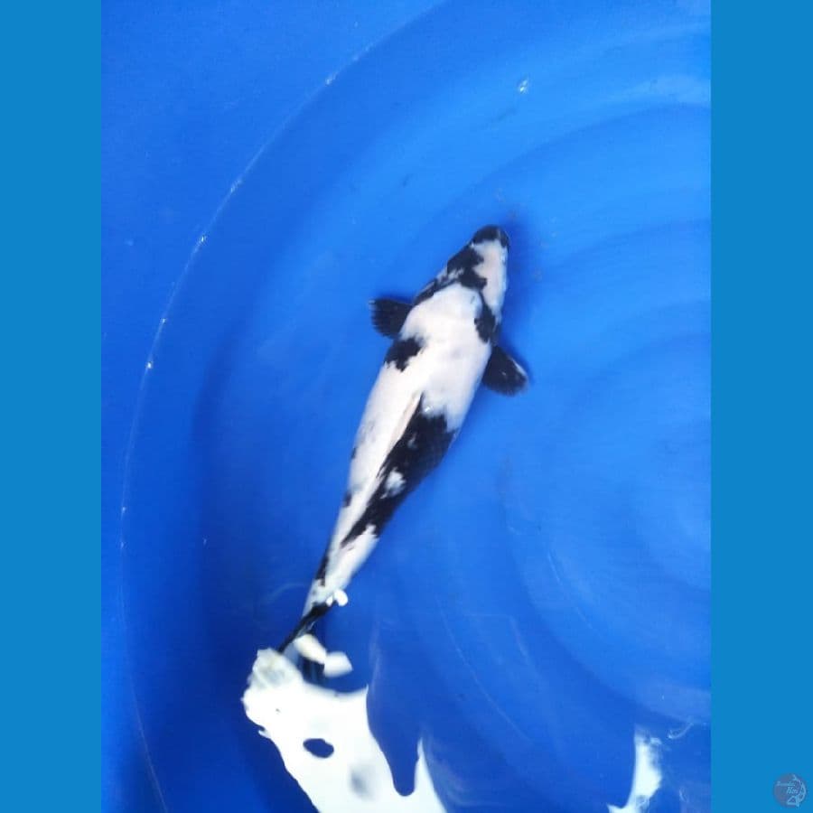 Koi Shiro size 37cm