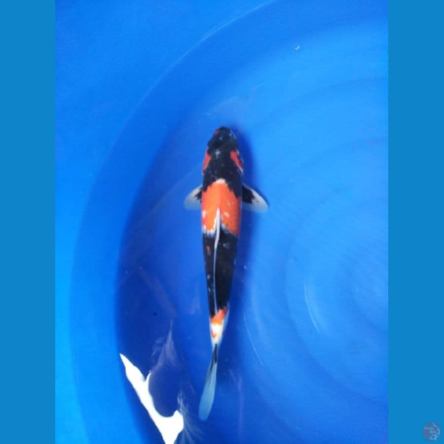 Koi Showa size 40 cm