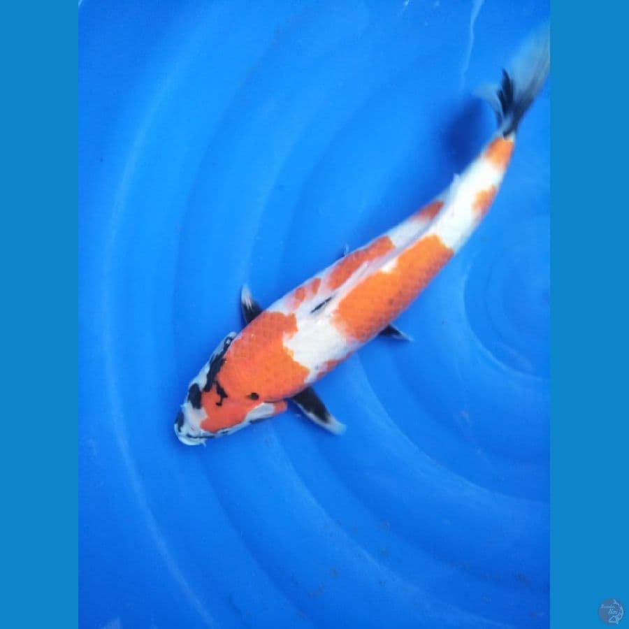 Koi Showa size 41 cm jantan