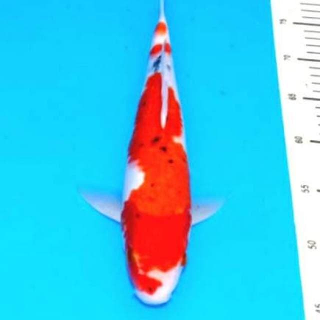 Sanke merah 35cm...