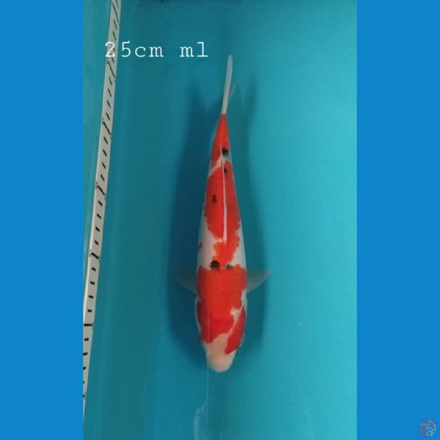 Sanke 25cm/ml